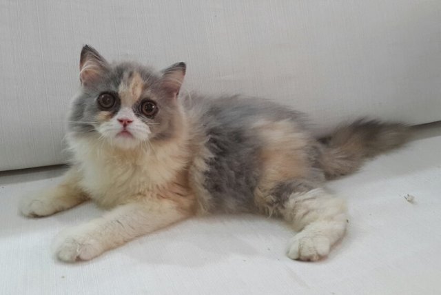 Darling - Persian Cat