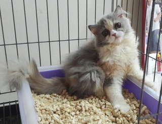 Darling - Persian Cat