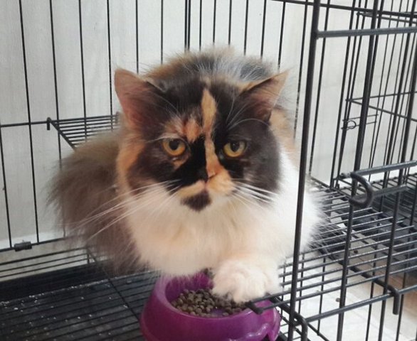 Daisy - Persian Cat