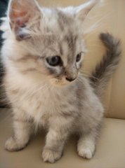 Furboy - Persian + Ragamuffin Cat