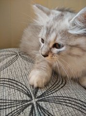 Furboy - Persian + Ragamuffin Cat