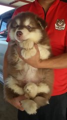 X Super Giant Alaskan Malamute X - Alaskan Malamute Dog