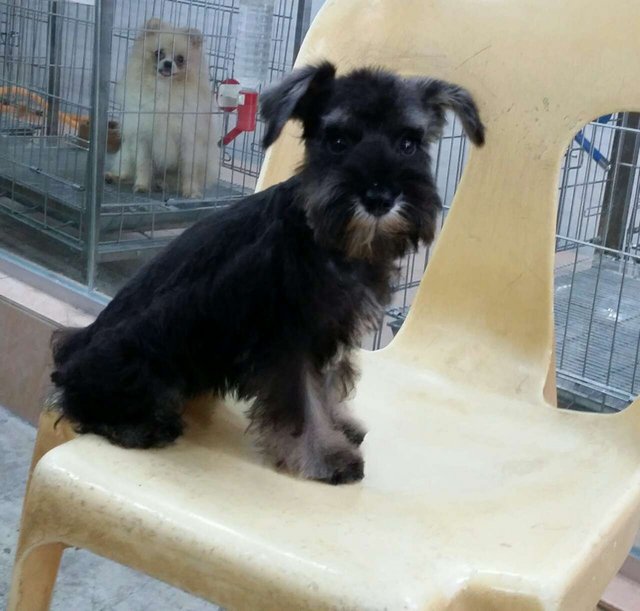 PF64447 - Schnauzer Dog