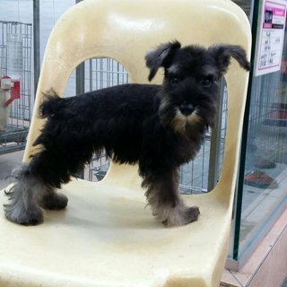 PF64447 - Schnauzer Dog