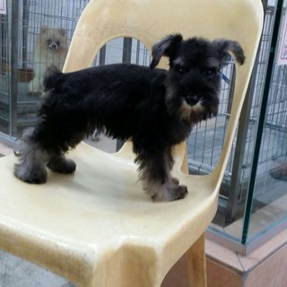 PF64447 - Schnauzer Dog