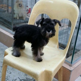 PF64447 - Schnauzer Dog