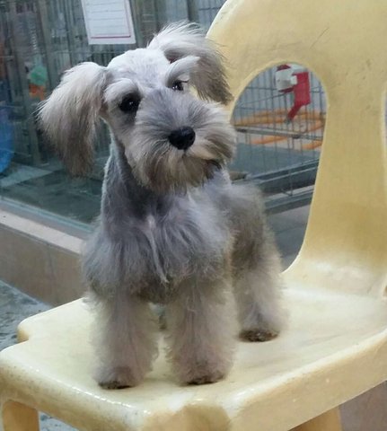 PF64448 - Schnauzer Dog