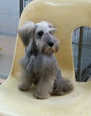 PF64448 - Schnauzer Dog