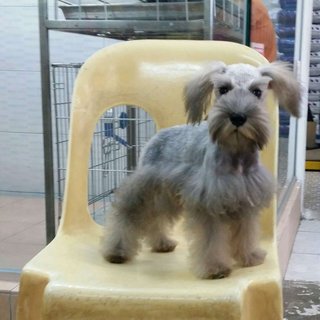 PF64448 - Schnauzer Dog