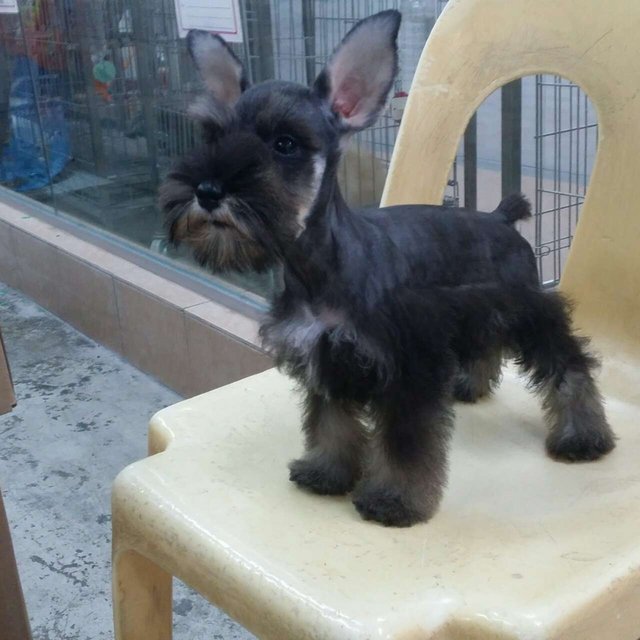 PF64449 - Schnauzer Dog