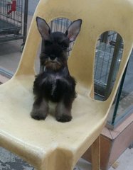 PF64449 - Schnauzer Dog