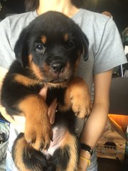 Rottweiler - Super Big Size - Rottweiler Dog