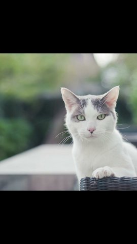 Domestic Lovely Cat  - Domestic Short Hair Cat