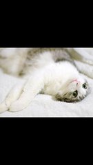 Domestic Lovely Cat  - Domestic Short Hair Cat