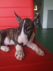 Brindle White Mini Bull Terrier - Bull Terrier Dog