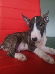 Brindle White Mini Bull Terrier - Bull Terrier Dog