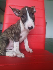 Brindle White Mini Bull Terrier - Bull Terrier Dog