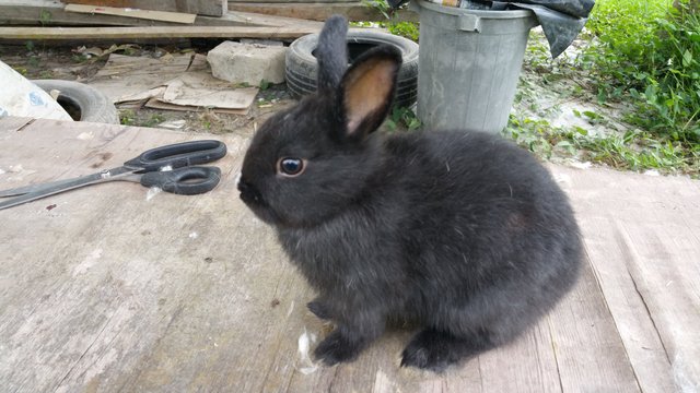 Netherland Dwarf - Purebred - Netherland Dwarf Rabbit