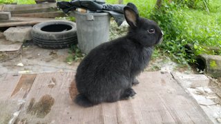 Netherland Dwarf - Purebred - Netherland Dwarf Rabbit