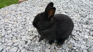 Netherland Dwarf - Purebred - Netherland Dwarf Rabbit