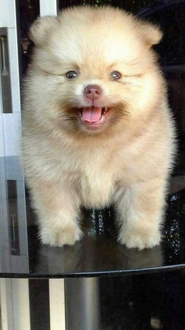 Coffee Pom  - Pomeranian Dog