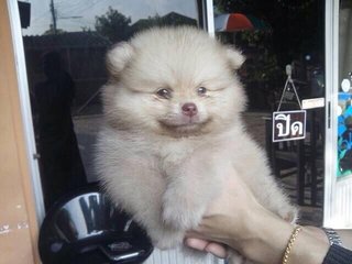 Coffee Pom  - Pomeranian Dog