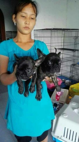 French Bulldog - French Bulldog Dog