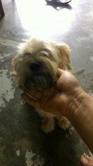 多多duoduo - Silky Terrier Mix Dog