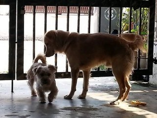 多多duoduo - Silky Terrier Mix Dog