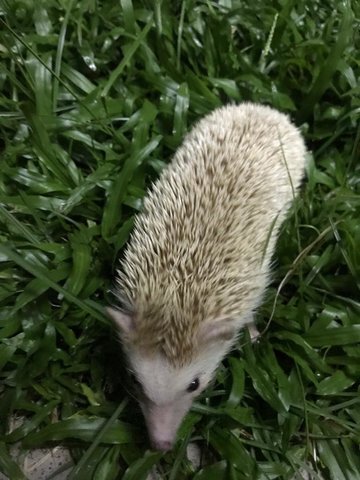 Male Hedgehog Up For Adoption - Hedgehog Small & Furry