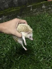 Male Cinnamon Hedgehog