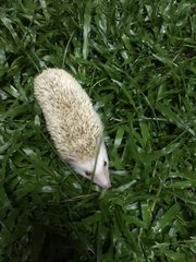 Male Cinnamon Hedgehog