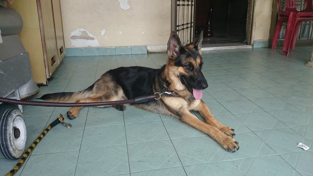 Jimmy - German Shepherd Dog Dog