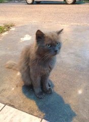 British Shorthair - British Shorthair + Persian Cat