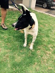 Black White - Mixed Breed Dog