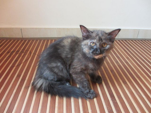 Mikky - Domestic Medium Hair + Tortoiseshell Cat