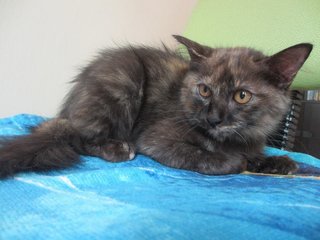 Mikky - Domestic Medium Hair + Tortoiseshell Cat