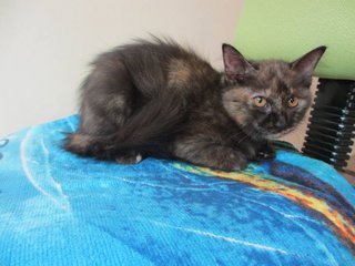 Mikky - Domestic Medium Hair + Tortoiseshell Cat