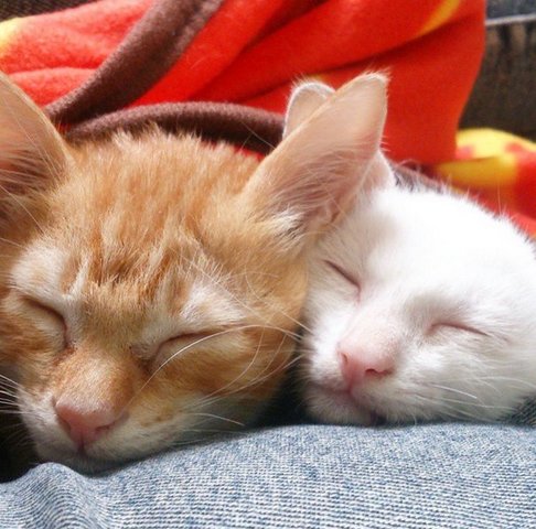 Double Monsters - Oriental Long Hair + Oriental Short Hair Cat