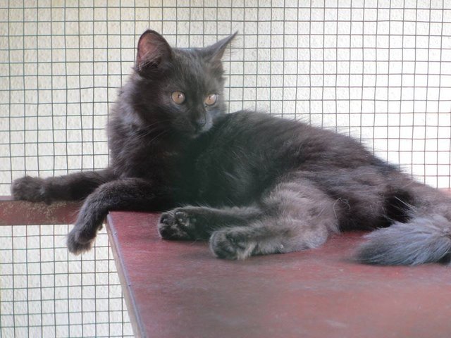 Blacky - Domestic Long Hair Cat