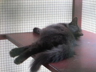 Blacky - Domestic Long Hair Cat