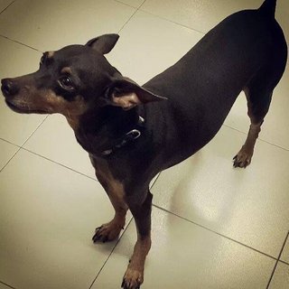 Max - German Pinscher Dog