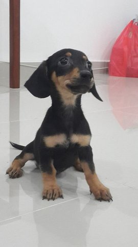 Sera - Dachshund Dog