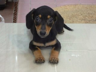 Sera - Dachshund Dog