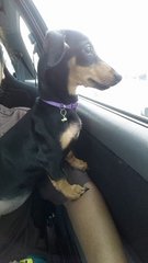 Sera - Dachshund Dog