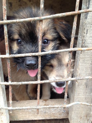 Cute Puppies - Mixed Breed Dog