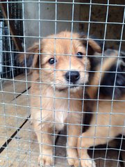 Cute Puppies - Mixed Breed Dog