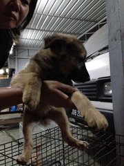 Shelter Puppies For Adoption - Mixed Breed Dog