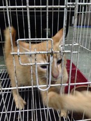 Shelter Cats For Adoption - Domestic Short Hair Cat