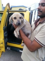 Coffee - Mixed Breed Dog